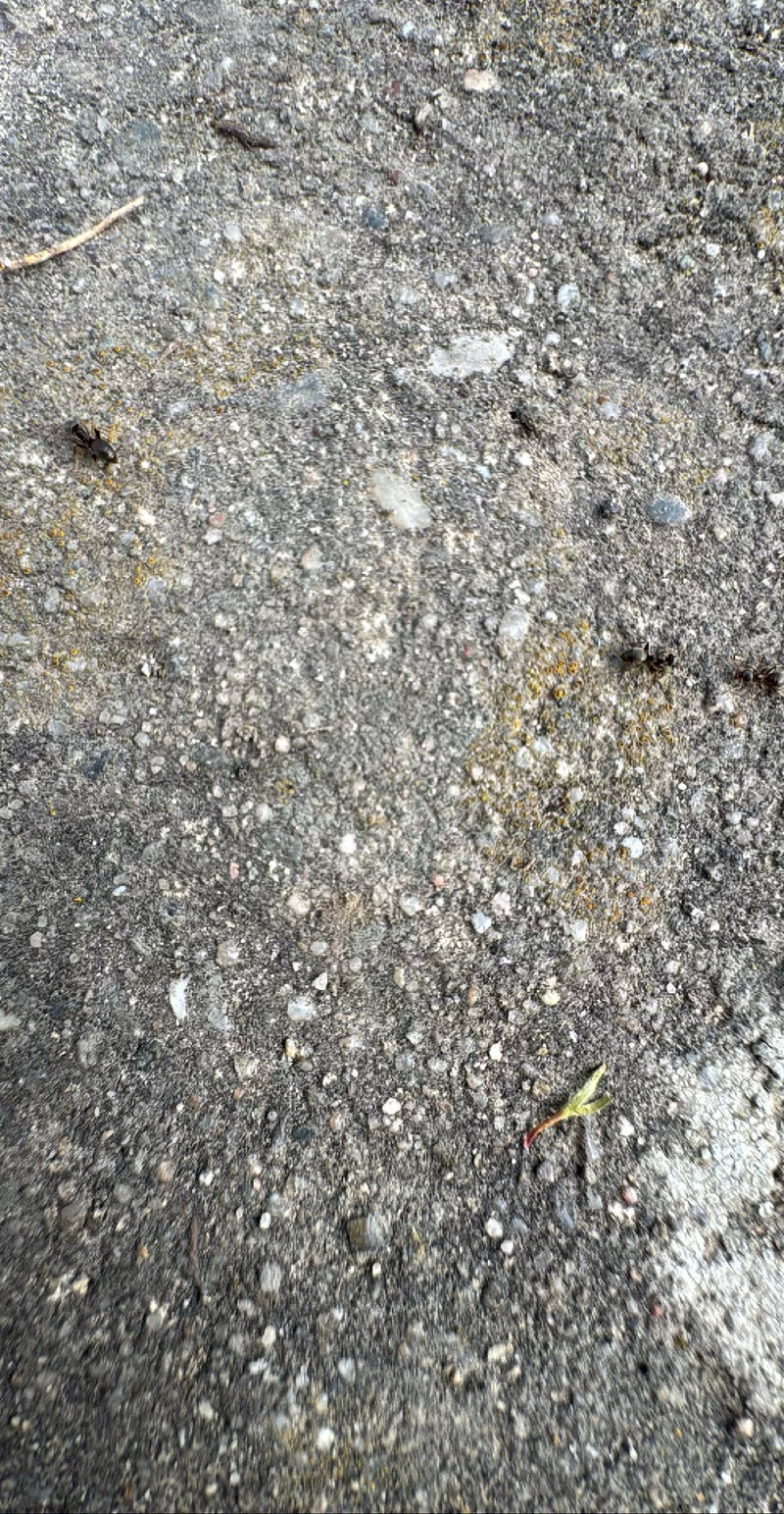 Formica da giardino grigio-nera — Bild 1