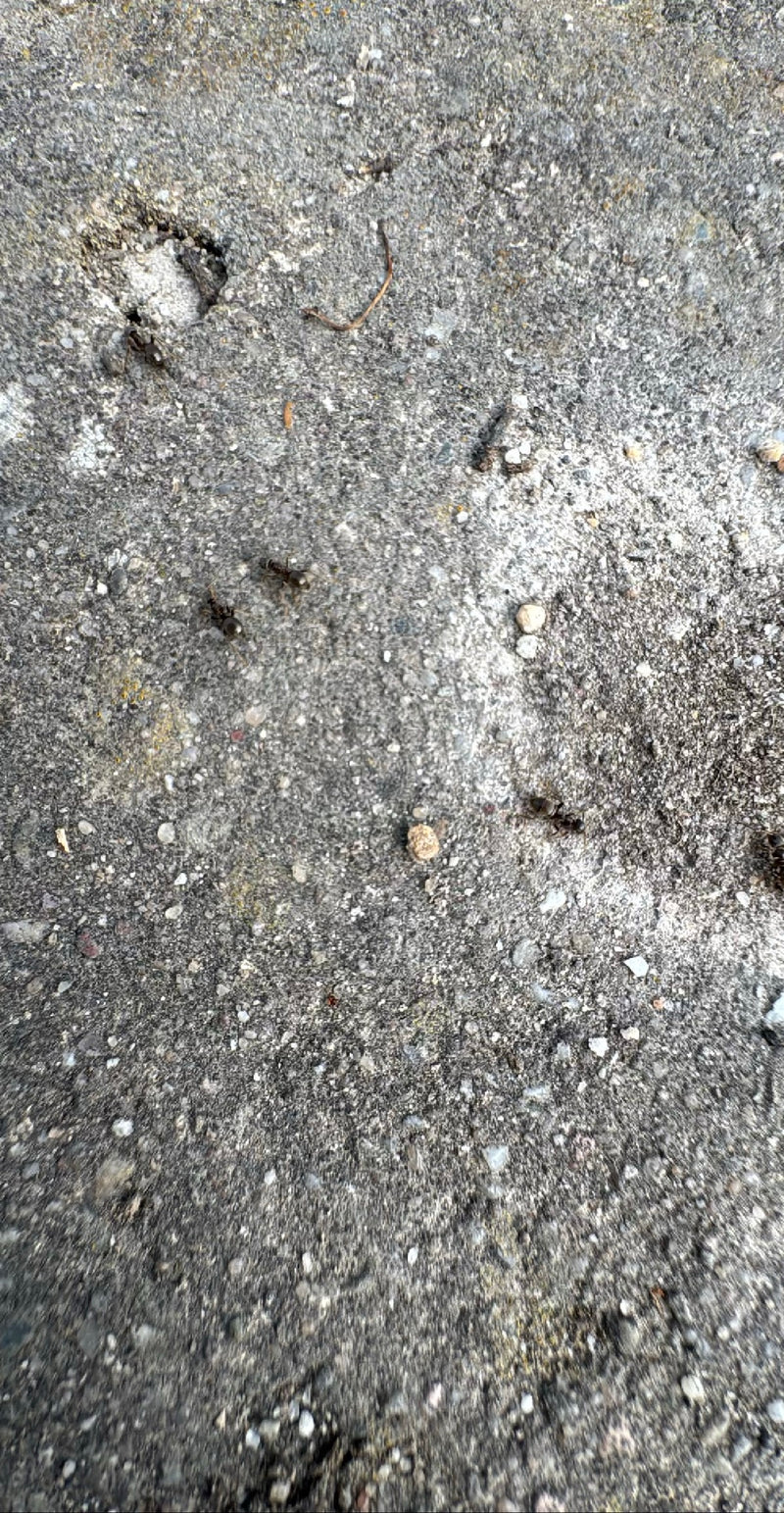 Formica da giardino grigio-nera — Bild 2