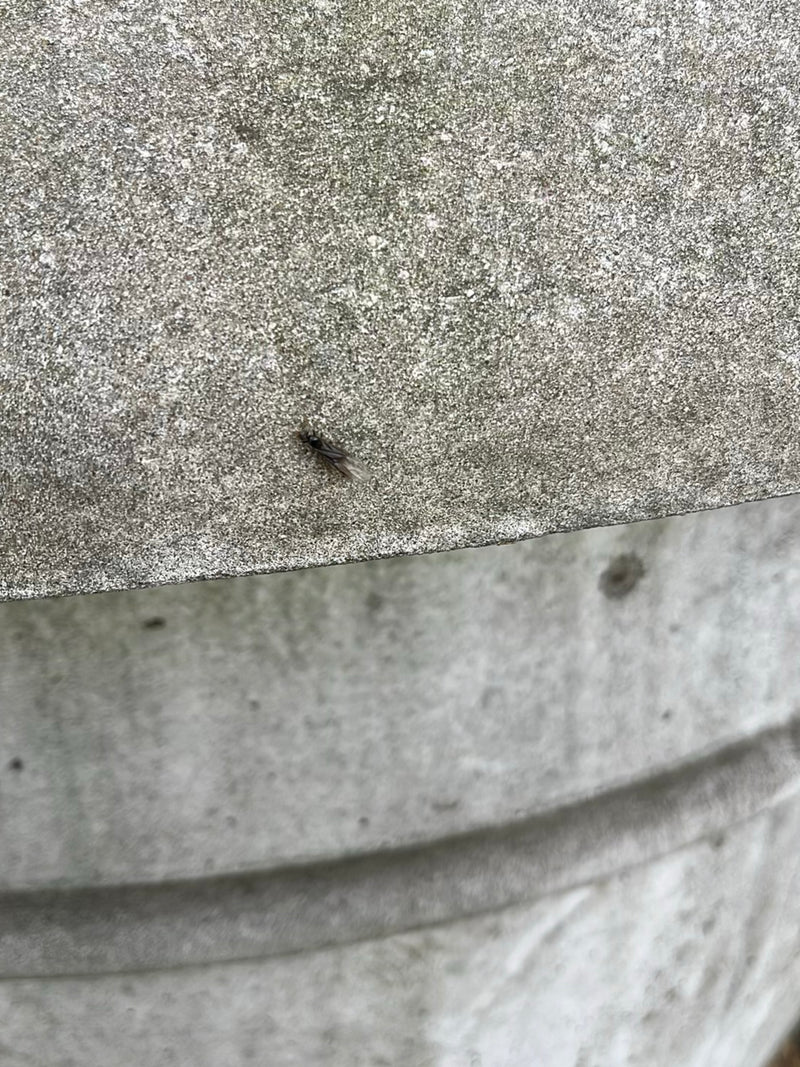 Una formica nera alata riposa su una superficie di cemento grigio. L'insetto appare relativamente piccolo nell'inquadratura.