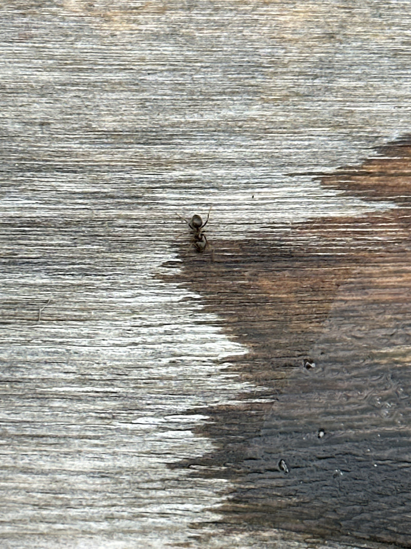 Una formica nera cammina su una superficie di legno strutturata. Lo scatto mostra l'insetto dall'alto nel suo ambiente naturale.