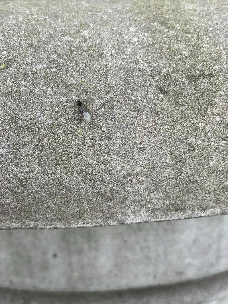 Una piccola formica nera alata è seduta su una superficie di cemento grigio. L'insetto è visibile da lontano.