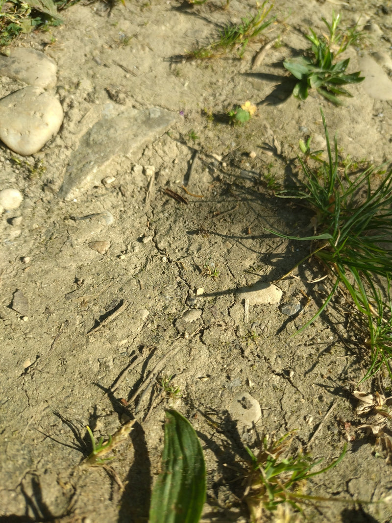 Minuscole formiche nere camminano su terreno secco e screpolato tra piccole pietre e rada vegetazione.