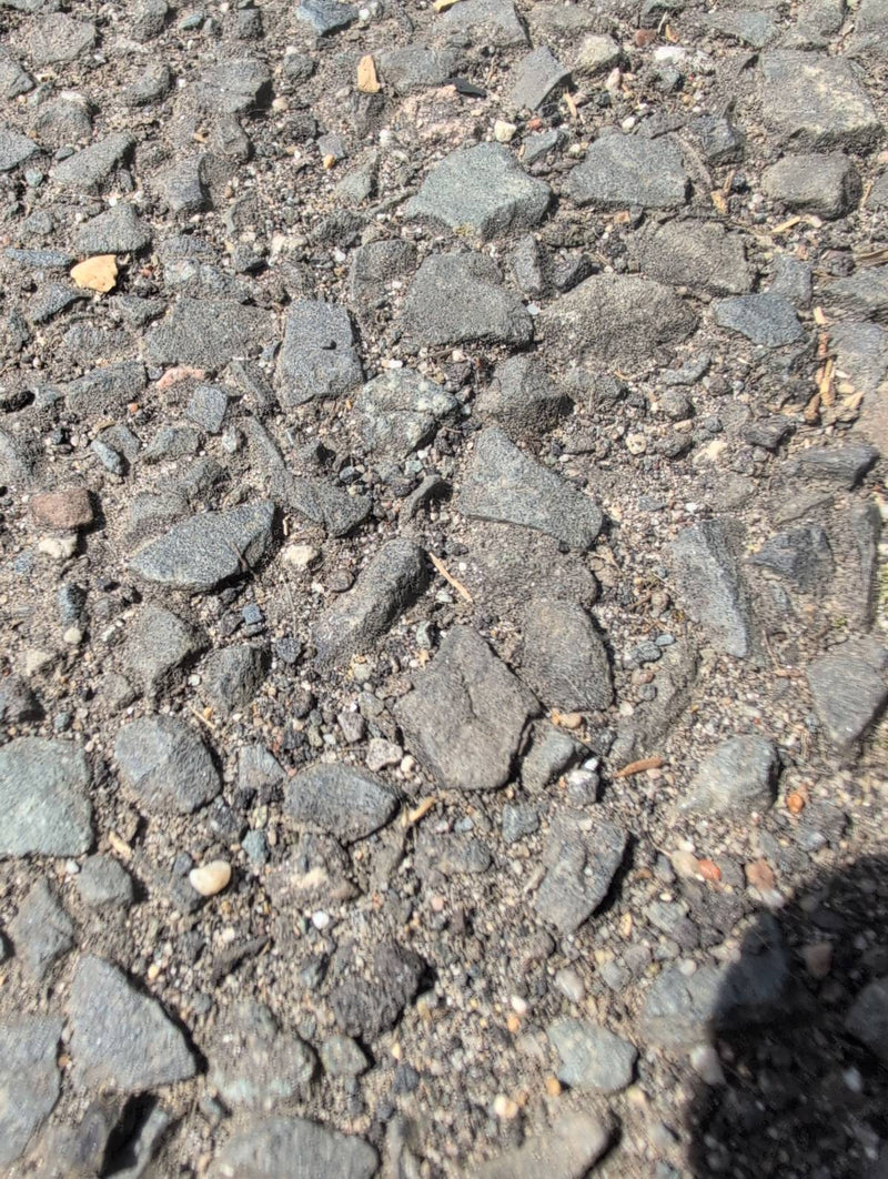 Formica da giardino grigio-nera — Bild 3