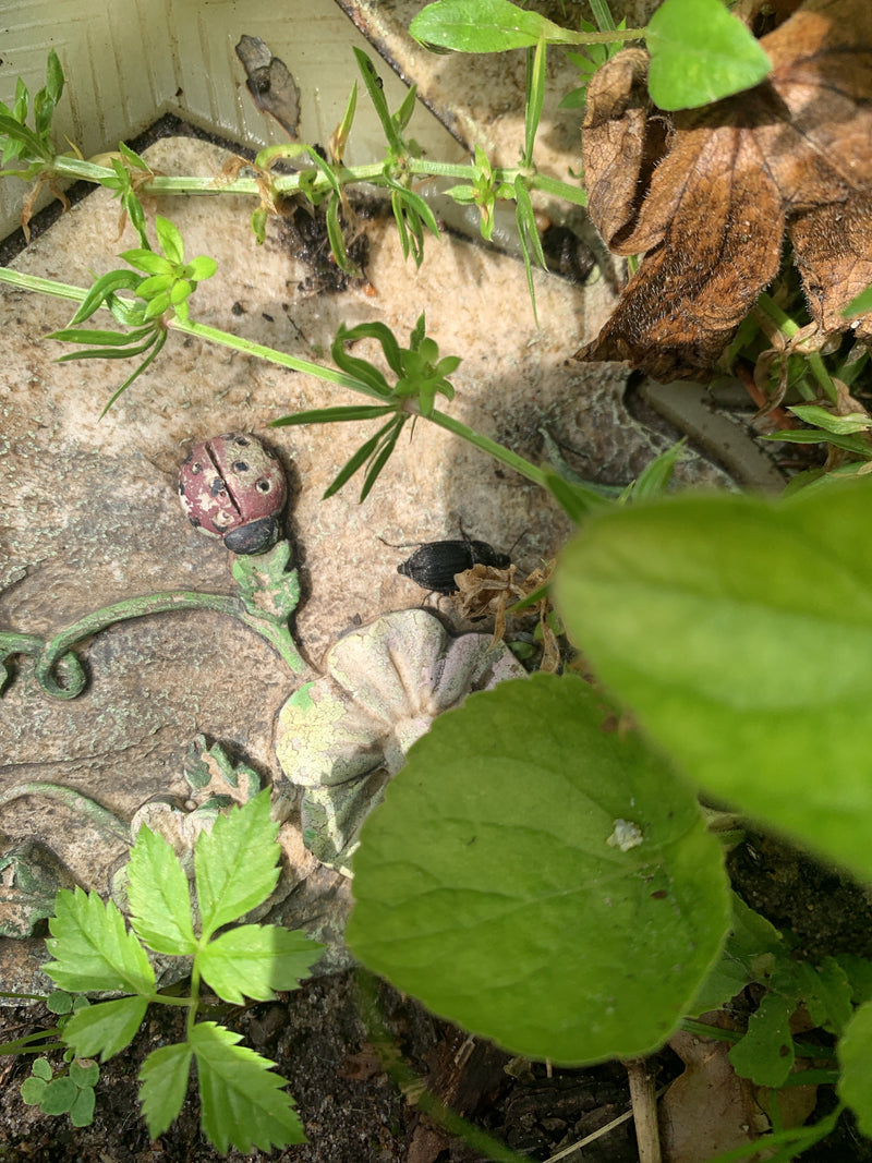 Scarabeo nero delle carogne — Bild 1