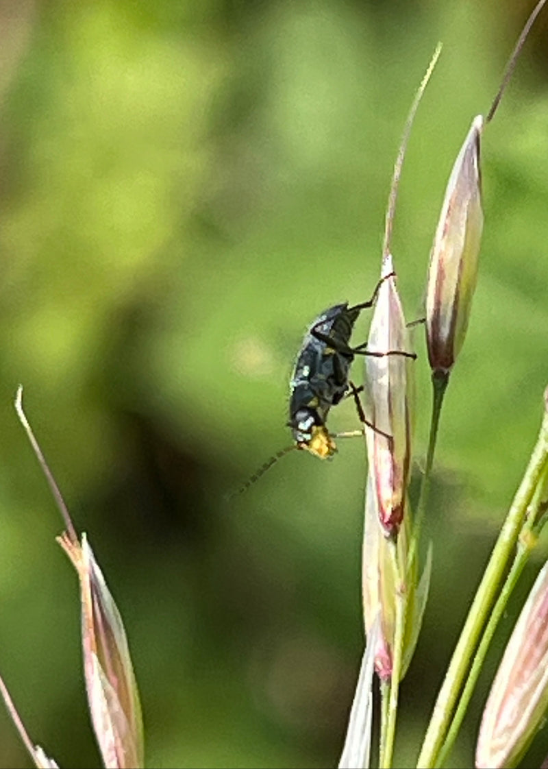 Scarabeo di foglie di grano nero — Bild 5