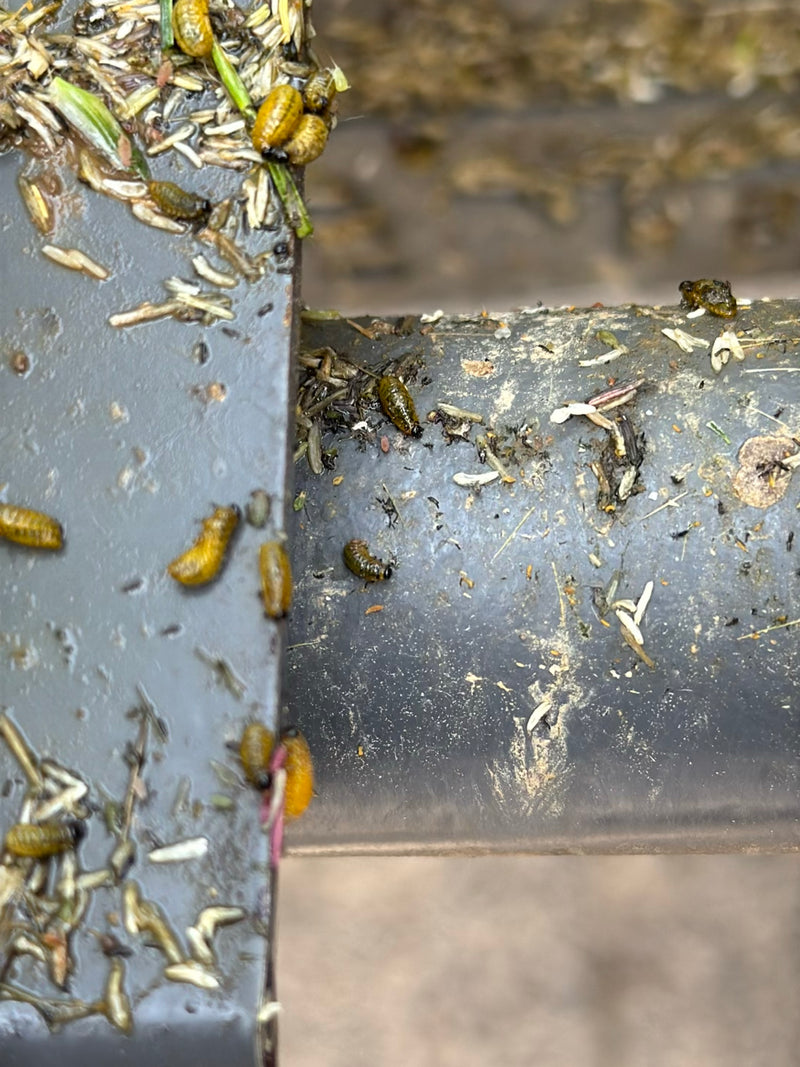 Scarabeo di foglie di grano nero — Bild 2