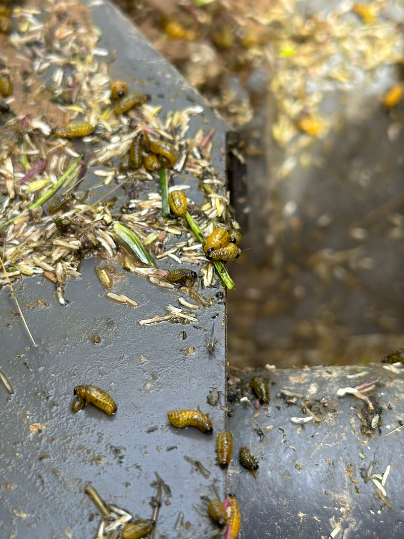 Scarabeo di foglie di grano nero — Bild 3