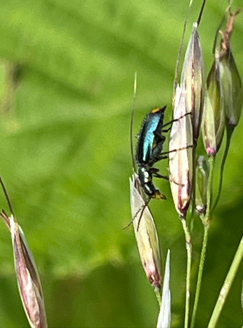 Scarabeo di foglie di grano nero — Bild 4