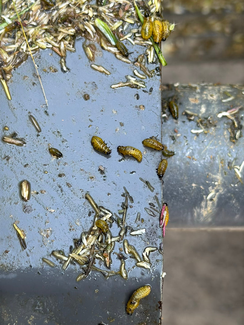 Scarabeo di foglie di grano nero — Bild 1