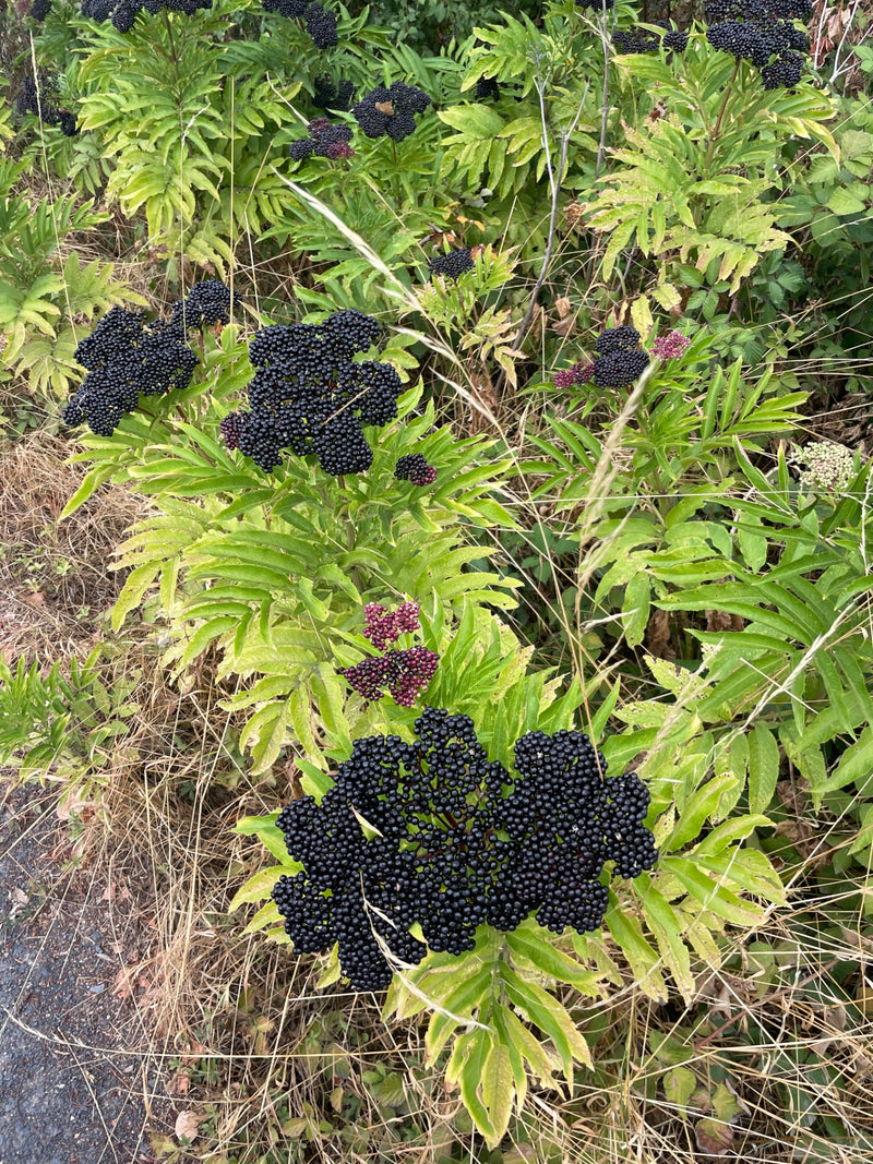 L'immagine mostra l'ebbio (Sambucus ebulus) con i suoi caratteristici grappoli di bacche nere e foglie pennate. La pianta cresce in un ambiente di erba e fio...