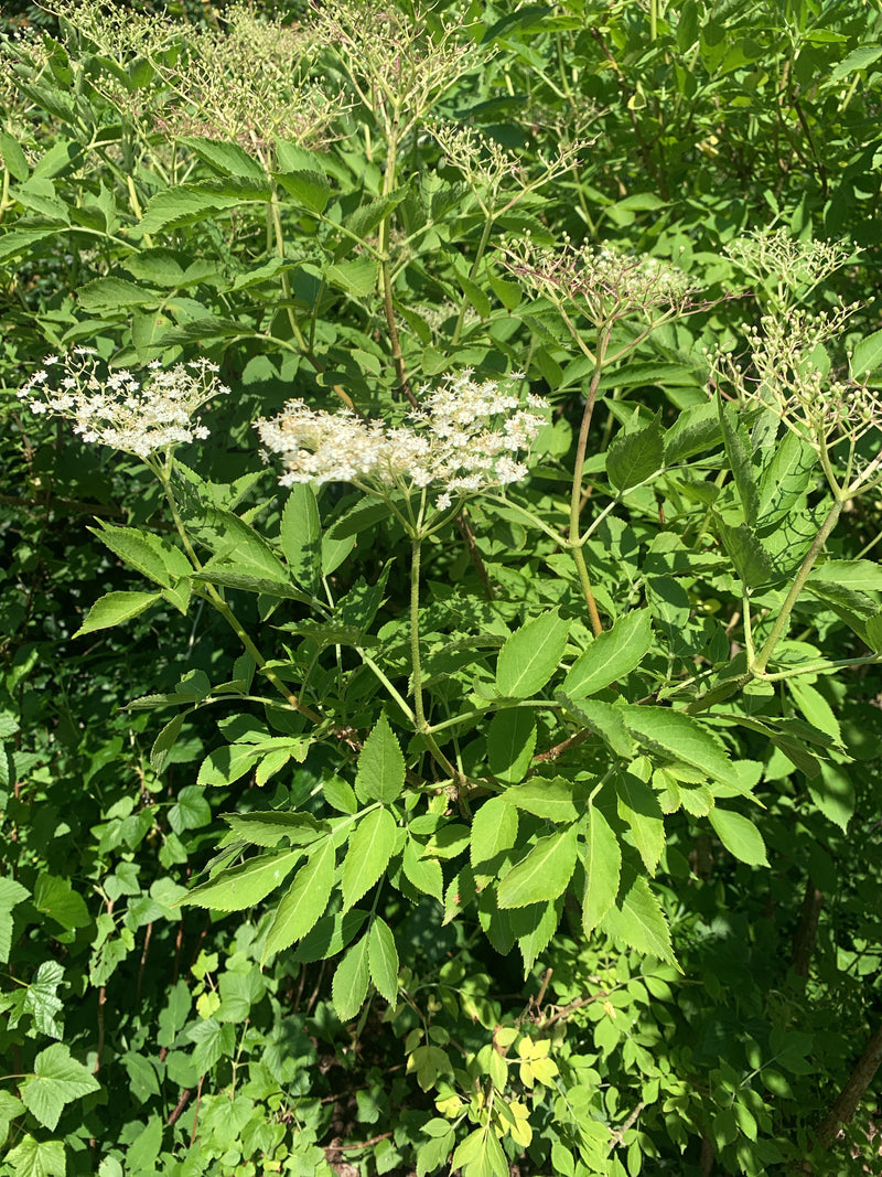 È visibile un sambuco nero in fiore con le sue tipiche foglie pennate e grappoli di fiori bianchi. L'immagine mostra la pianta nel suo ambiente naturale.
