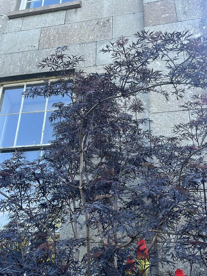 Si vede un arbusto di sambuco con foglie intagliate da viola scuro a nero davanti a un muro di pietra grigia. La pianta cresce in un ambiente urbano o simile...