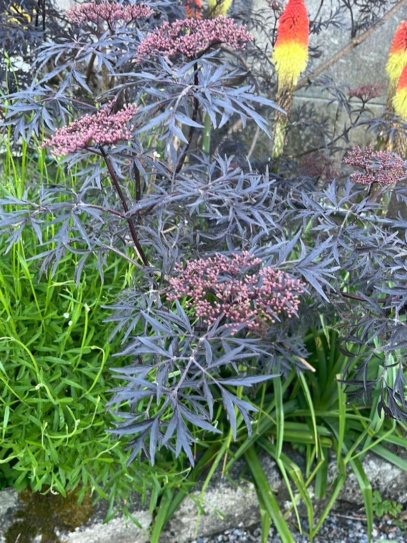 Si vede una pianta di sambucco con foglie pennate da rosso scuro a nere e giovani boccioli di fiori. La pianta cresce in un giardino davanti a un muro di pie...