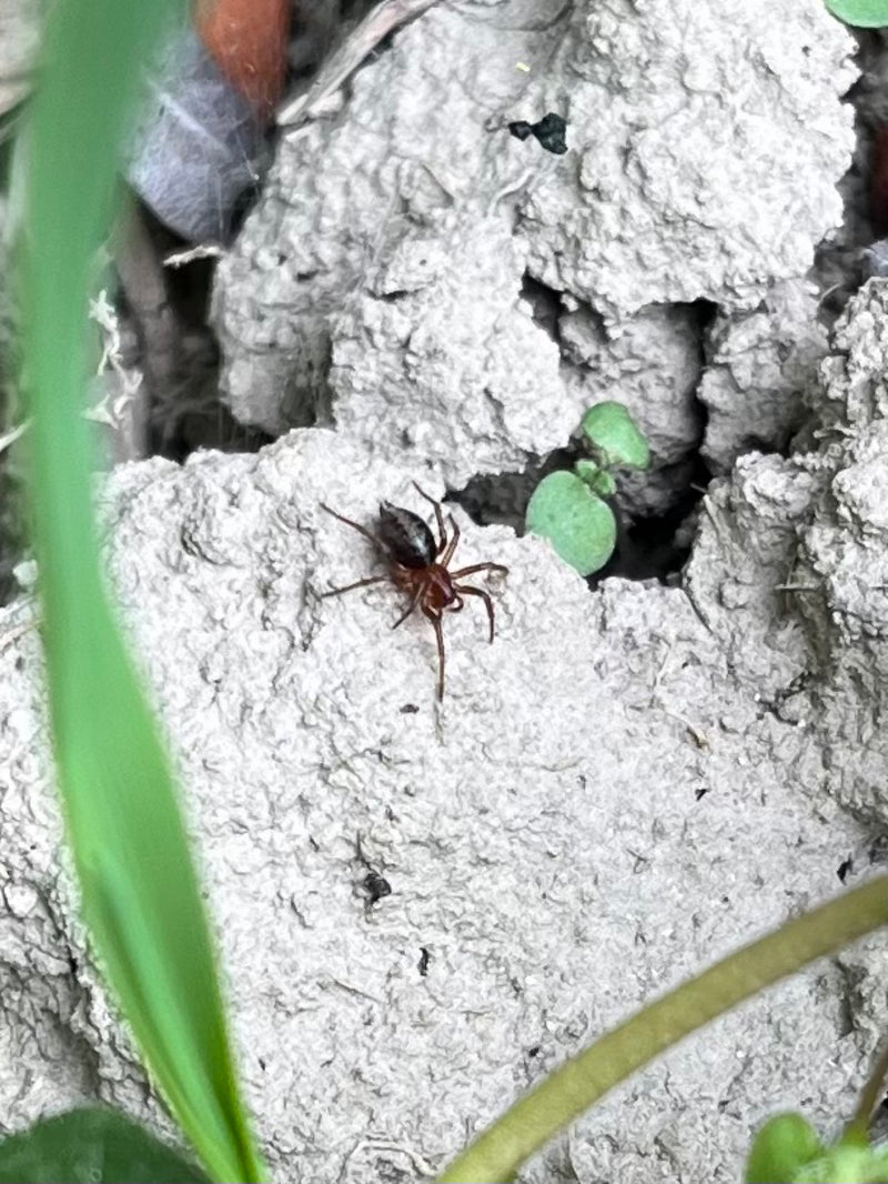 Un piccolo ragno con carapace bruno-rossastro e addome scuro si trova su un terreno secco e screpolato.