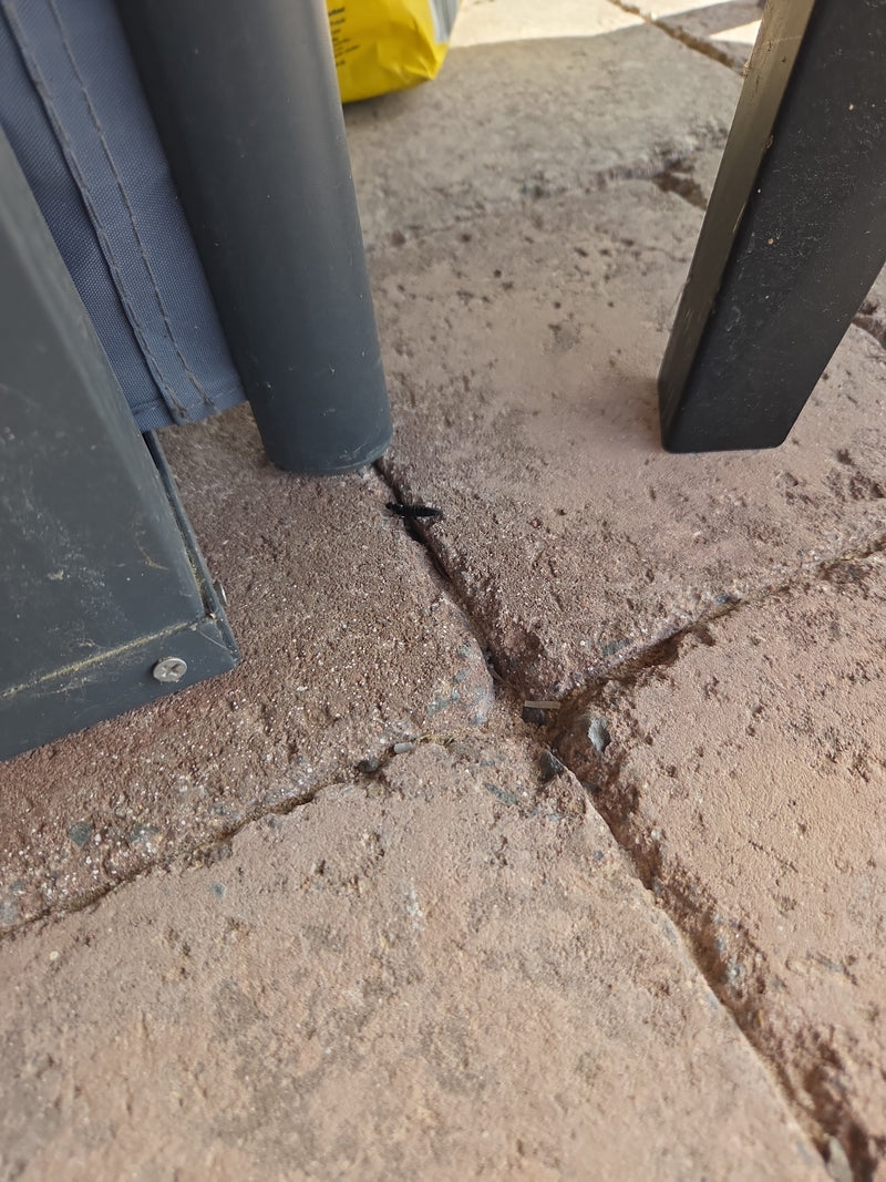Scarabeo di muffa nera — Bild 1