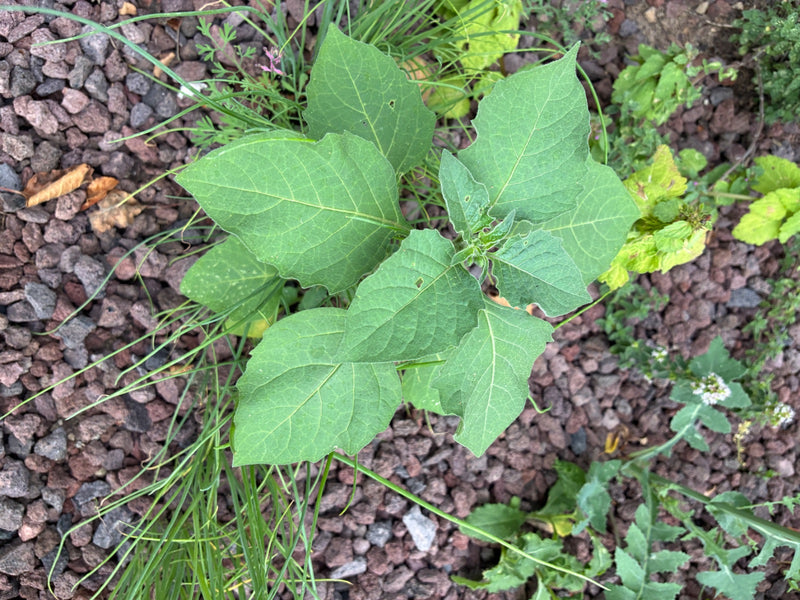 Belladonna nera — foto 2 di 21