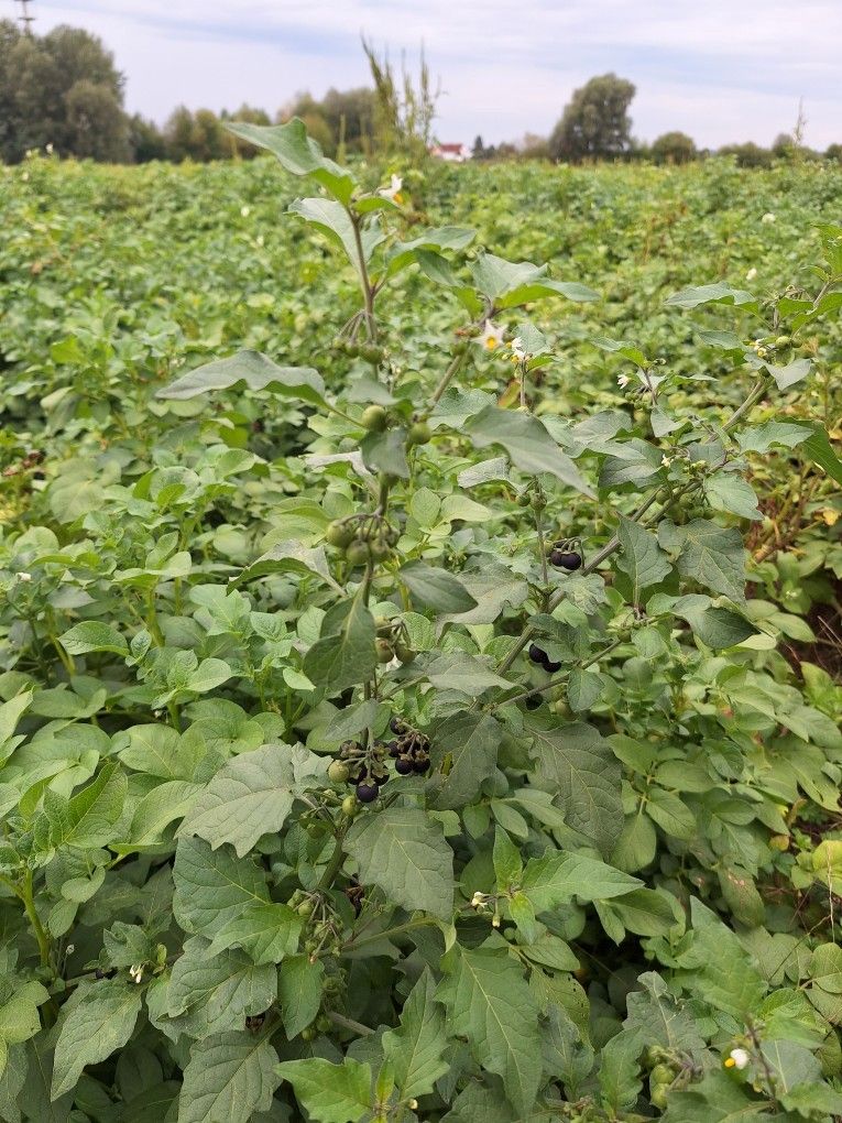 Belladonna nera — foto 5 di 21