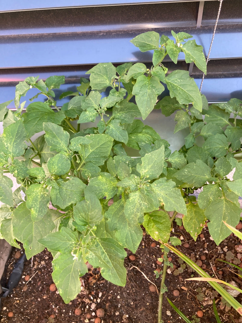 Belladonna nera — foto 4 di 21