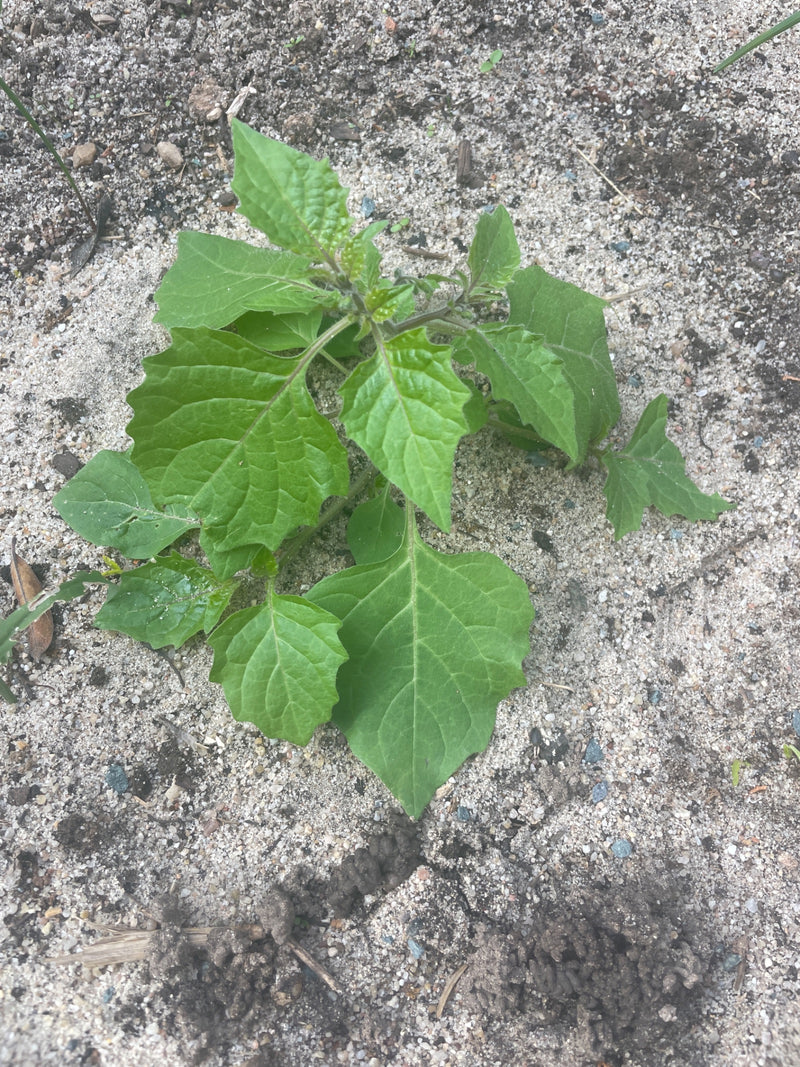 Una giovane pianta di erba mora cresce su un terreno sabbioso.