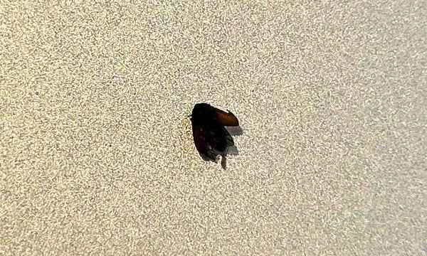 Un Attagenus unicolor è visto dall'alto su una superficie chiara e strutturata.