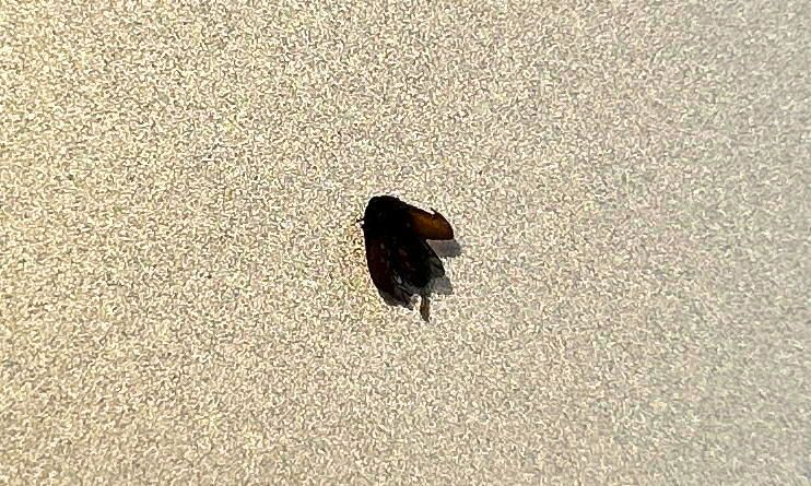 Scarabeo di pelo nero — Bild 2