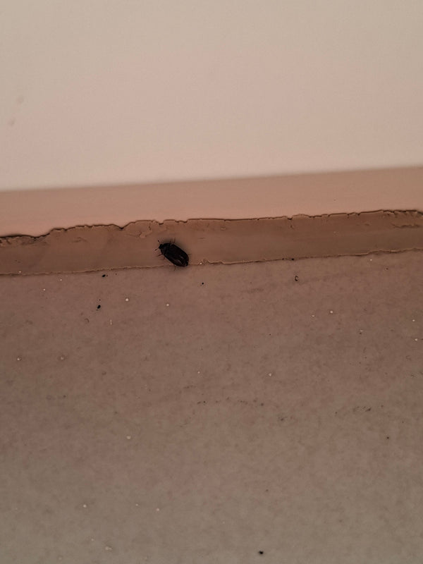 L'immagine mostra un Attagenus unicolor posato su una superficie chiara vicino a un bordo.