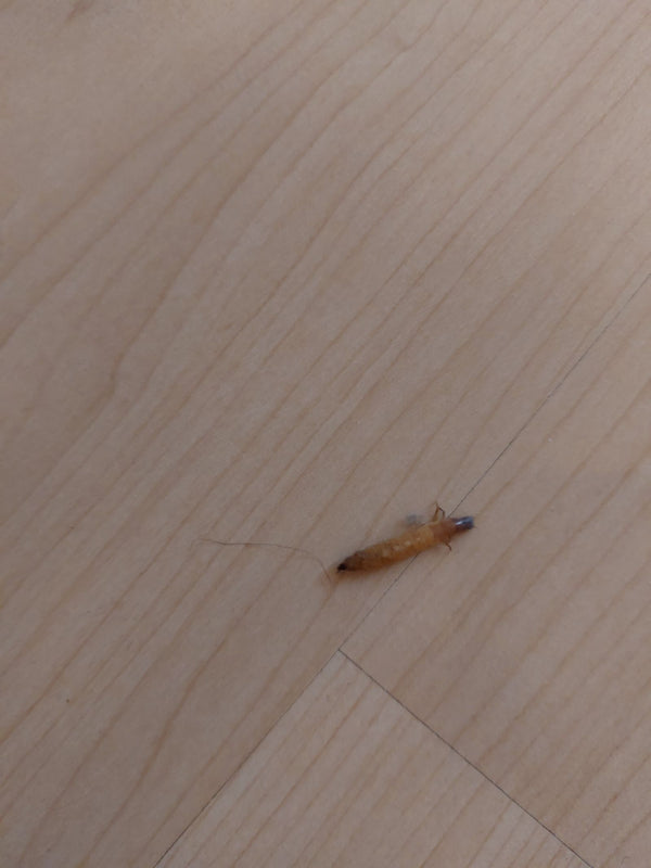 Una larva allungata di Dermestide dei tappeti si trova su un pavimento in legno chiaro.