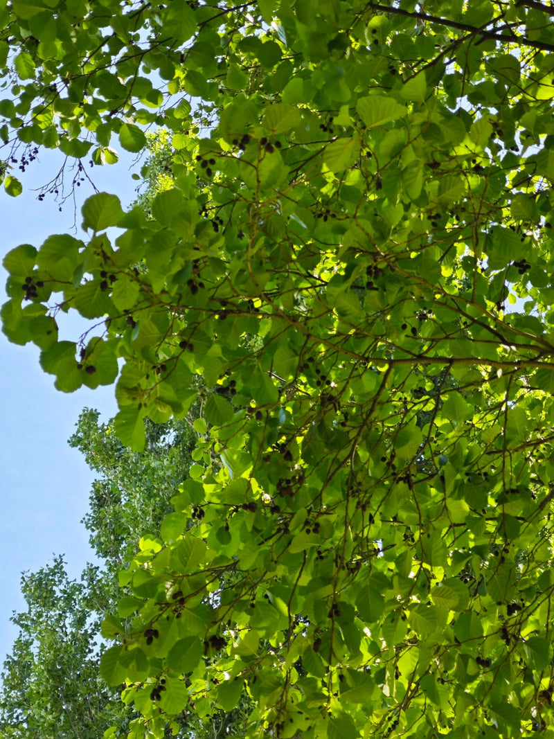 L'immagine mostra la chioma verde di un ontano nero con le sue tipiche foglie arrotondate e piccoli coni scuri dal basso. La luce del sole filtra attraverso ...