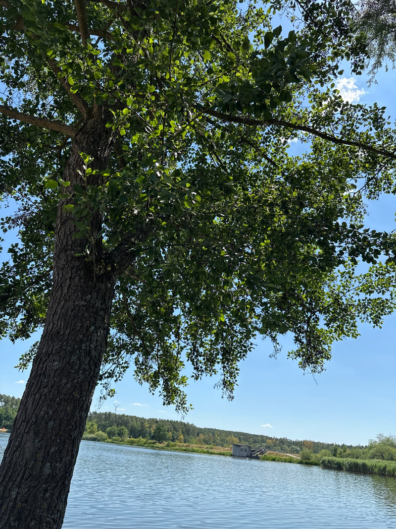 Si vede un ontano nero adulto sulla riva di uno specchio d'acqua in piena luce diurna. L'albero mostra la sua corteccia scura e le foglie verdi su un cielo a...