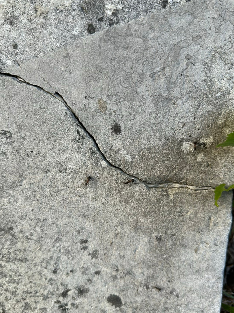 Serviformica — Bild 2