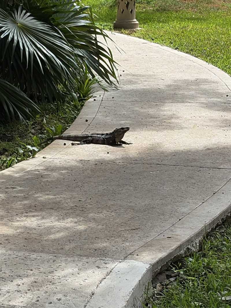 Schwarzkehl-Stachelschwanzleguan — foto 2 di 2