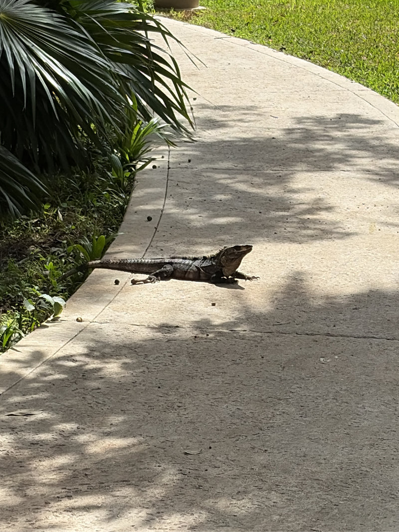 Un'iguana dalla coda spinosa nera riposa su un sentiero di cemento vicino a palme tropicali.