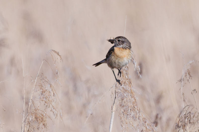 Stonechat — Bild 1