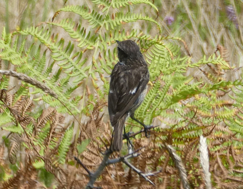 Un saltimpalo siede visto da dietro su un ramo sottile davanti a felci verdi. Il piccolo uccello è chiaramente riconoscibile.