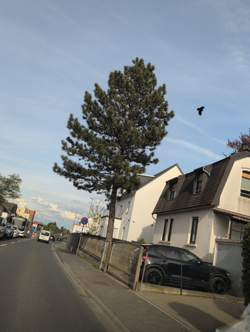 Pino nero — Bild 1