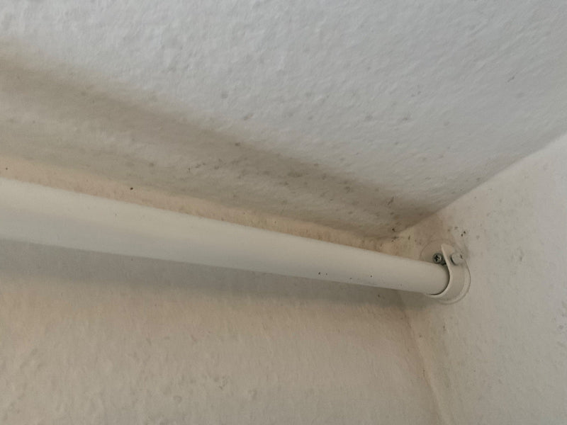 Formica dalla testa nera — Bild 1