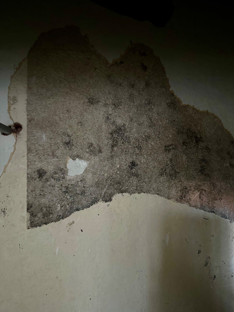 L'immagine mostra un'estesa infestazione di muffa nera su una parete danneggiata. Le strutture di spore scure del fungo sono sparse sulla superficie.