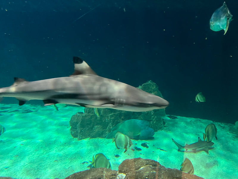 Squalo pinna nera del reef — Bild 1