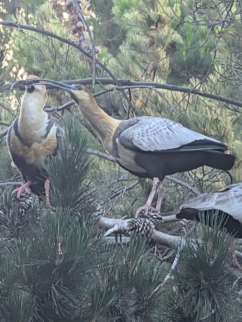 Ibis dalla groppa nera — Bild 1