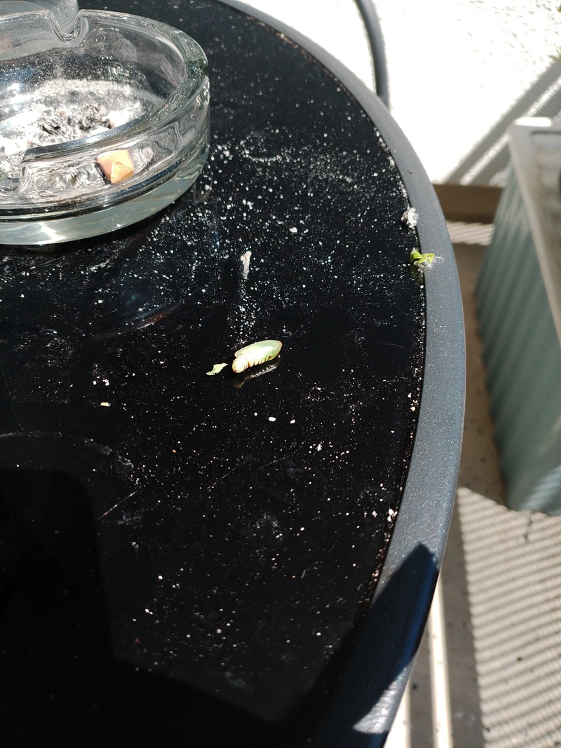 Hoverfly — foto 2 di 9