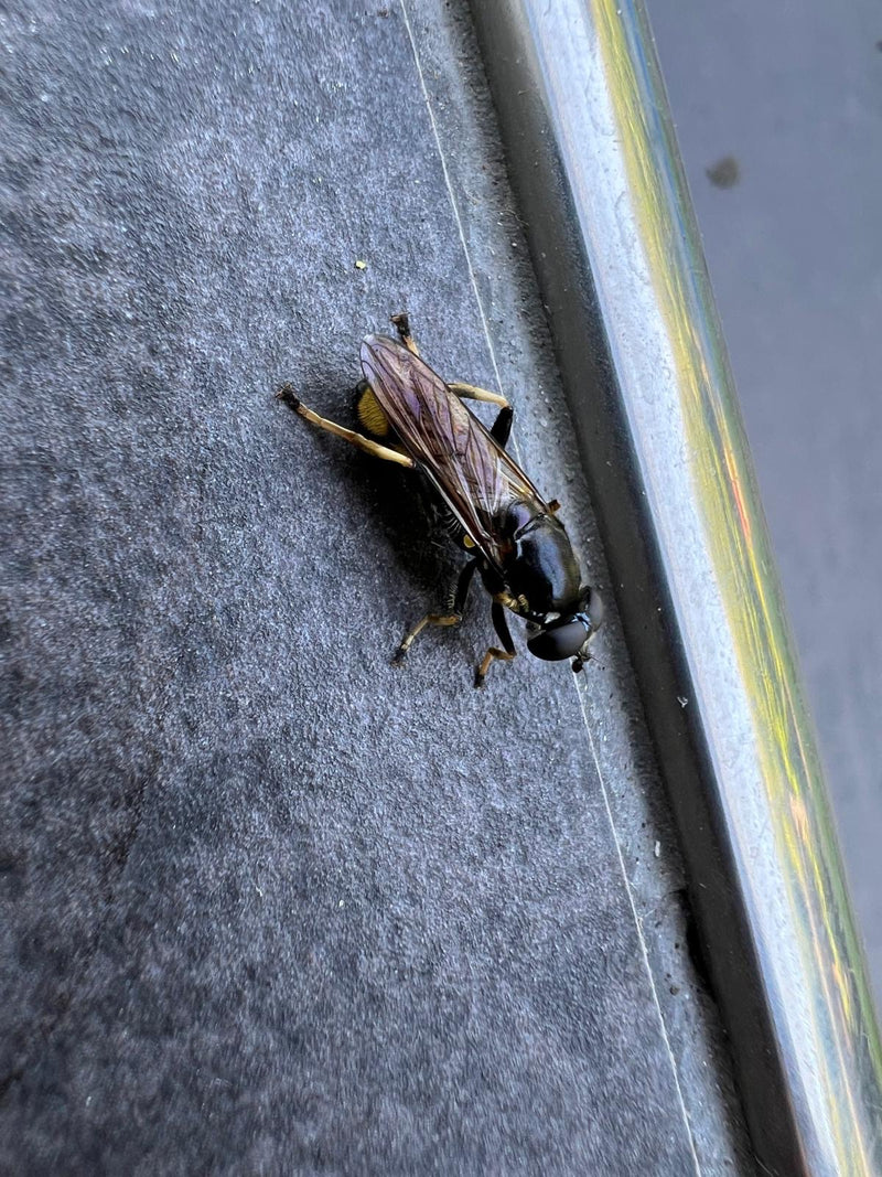Hoverfly — foto 3 di 9