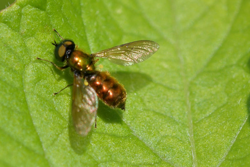 Sirfide (Tribus Chrysogastrini) — Bild 1