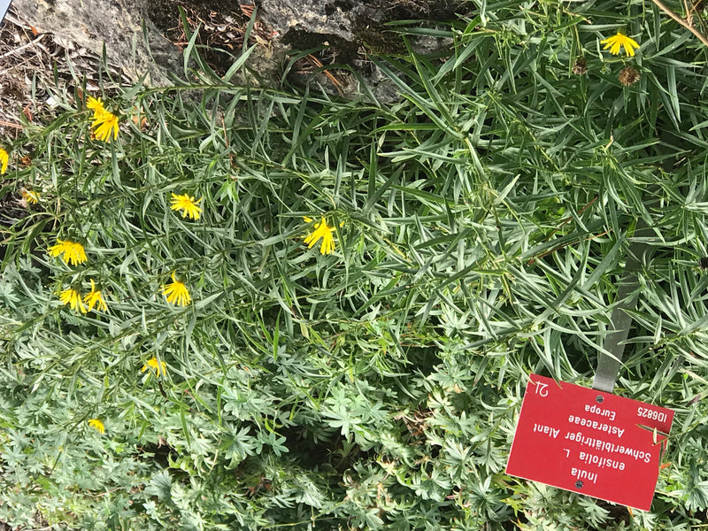 Schwertblättriger Alant — foto 1 di 1