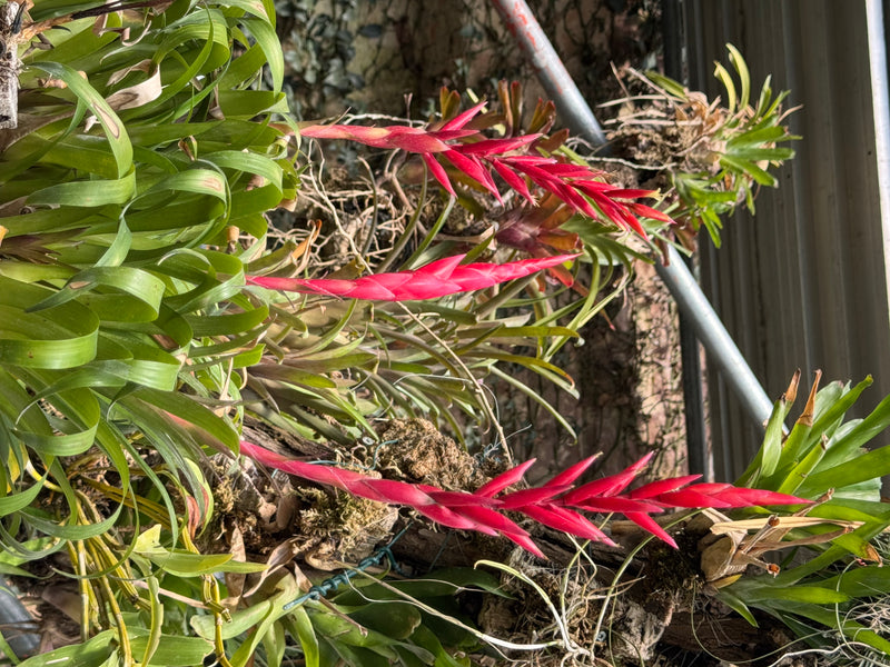 Schwertbromelien — foto 1 di 1