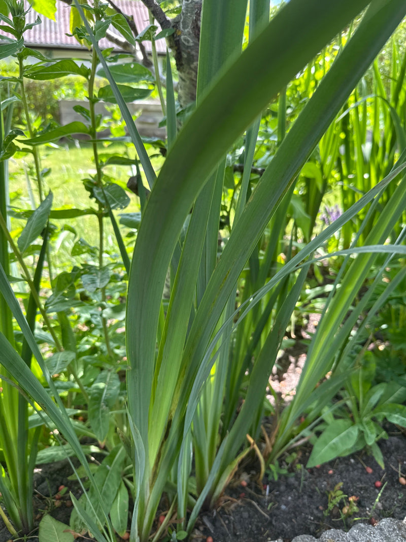 Iris (genere) — Bild 1