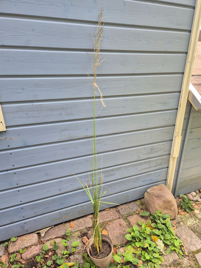 Festuca (genere) — foto 1 di 1