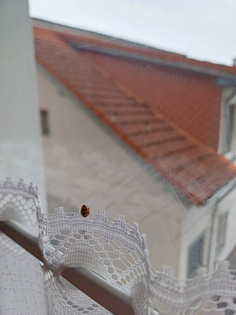 Coccinella a sedici macchie — Bild 1
