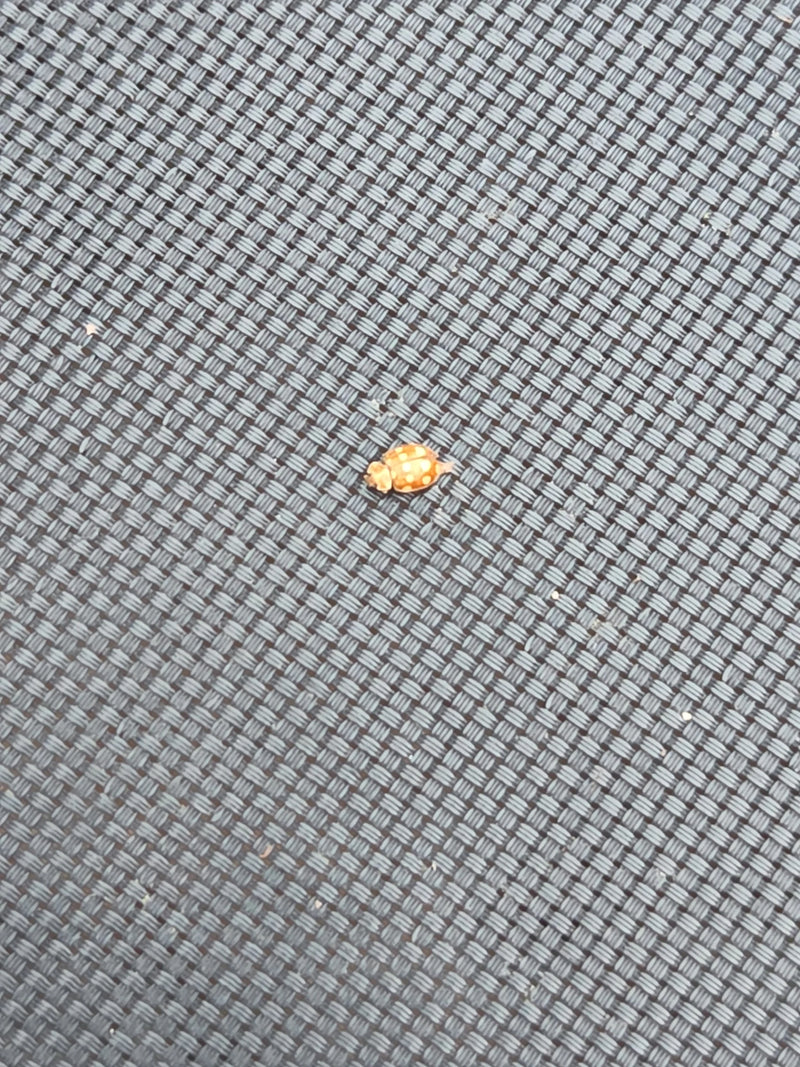 Una coccinella a sedici punti riposa su una superficie intrecciata grigia.