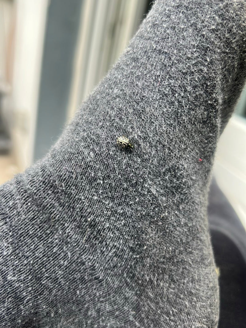 Una coccinella a sedici macchie è seduta su una superficie tessile grigia. L'insetto è chiaramente visibile.
