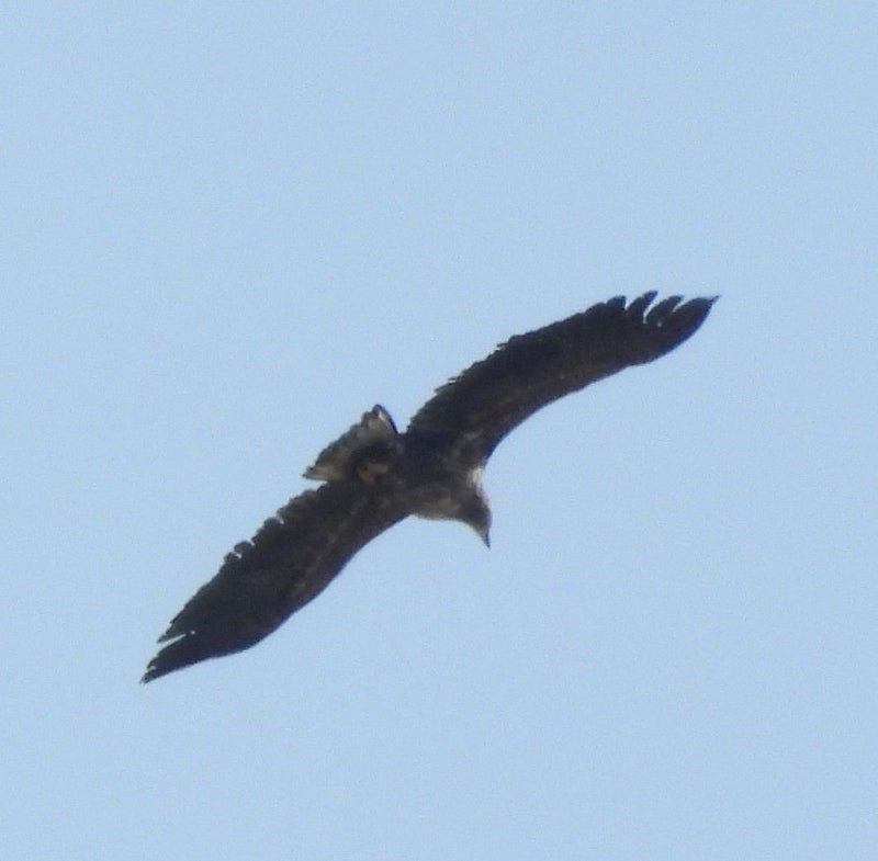 Aquila di mare — Bild 1